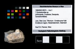 Foto (Objekt + Etikett) von ? Goniodromites sp.  (NHMW-GEO-1990-0041-4674)